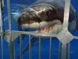 Great White Shark Attacking a Shark Cage (Carcharodon Carcharias), Guadalupe Island, Mexico Photographie par David Fleetham