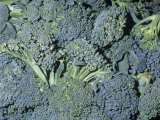 Broccoli (Brassica Oleracea Botrytis), Native to the Mediterranean Region Photographic Print by Ken Lucas