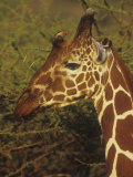 Reticulated Giraffe Head with an Oxpecker Bird, Giraffa Camelopardalis, Kenya, Africa Photographic Print by Joe McDonald
