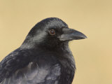 American Crow Head, Bosque Del Apache National Wildlife Refuge, New Mexico, USA Photographie par Arthur Morris