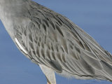 Yellow-Crowned Night Heron Body Feather Details, Nyctanassa Violacea, Southern USA Photographic Print by Arthur Morris