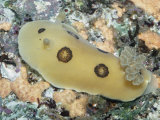 Ken Lucas - Ringed Nudibranch (Diaulula Sandiegensis), California, Usa, Pacific Ocean Fotografická reprodukce
