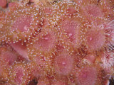 Club-Tipped or Strawberry Sea Anemones (Corynactis Californica), California, USA Lámina fotográfica por Ken Lucas