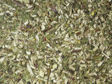Dried Echinacea Leaves Used as a Spice or Herb (Echinacea Purpurea). North America Photographic Print by Ken Lucas