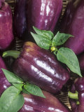'Islander' Sweet Peppers (Capsicum Annuum) Photographic Print by Wally Eberhart