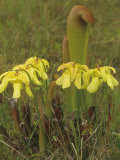 Hooded Pitcher Plant (Sarracenia Minor), Threatened Species in Florida, Eastern USA Photographic Print by Adam Jones