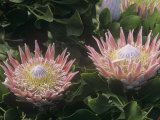 King Protea Flowers, Protea Cynaroides, . Protea Flowers are the National Flowers of South Africa Photographic Print by Adam Jones