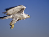 Gyrfalcon, Falco Rusticolus, White Morph, in Flight, North America Photographic Print by Jack Michanowski