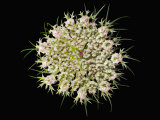 Wild Carrot Flower Photographie par Solvin Zankl