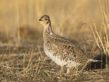 Sharp-Tailed Grouse (Tympanuchus Phasianellus) on the Nebraska Tallgrass Prairie, USA Photographie par Tom Walker