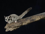 Sugar Glider, Petaurus Breviceps, a Marsupial Mammal from Australia Photographic Print by Joe McDonald
