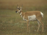 Female Pronghorn, Antilocapra Americana, North American Grasslands Lámina fotográfica por John & Barbara Gerlach