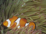 Clown Anemonefish, Amphiprion Percula, in a Sea Anemone, Solomon Islands Fotografisk trykk av Hal Beral