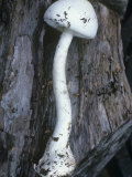Destroying Angel Poisonous Mushroom, Amanita Virosa, . North America Photographic Print by Forest Buchanan