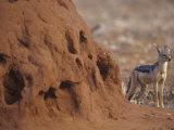 Black-Backed Jackal, Canis Mesomelas, Next to a Termite Mound Samburu, Kenya, Africa Photographic Print by Joe McDonald