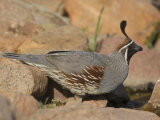 Gambel's Quail (Callipepla Gambelii) Male Photographie par Jack Michanowski