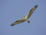 Osprey Flying, Pandion Haliaetus, North America Photographie par Arthur Morris