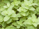 Menta verde Lámina fotográfica Menta verde Lámina fotográfica