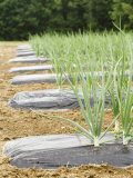 Onions Photographic Print