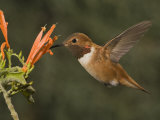Rufous Hummingbird Male (Selasphorus Rufus) Feeding at Justicia Spicigera, Arizona, USA Photographic Print by Charles Melton