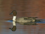 Northern Pintail Drake Swimming, Anas Acuta, North America Photographic Print by Arthur Morris