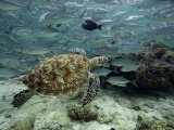 Green Sea Turtle (Chelonia Mydas) Swimming Among Schooling Jacks, Malaysia Fotografie-Druck von David Fleetham
