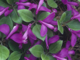 Fringed Polygala or Gaywings, Polygala Paucifolia, North America Photographic Print by John & Barbara Gerlach