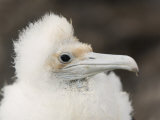 Great Frigatebird Chick (Fregata Minor), Darwin Bay, Tower Island, Galapagos, Ecuador Lámina fotográfica por Arthur Morris Great Frigatebird Chick (Fregata Minor), Darwin Bay, Tower Island, Galapagos, Ecuador Lámina fotográfica por Arthur Morris