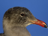 Heermann's Gull Adult Head in Winter Plumage (Larus Heermanni), California, USA Photographic Print by Arthur Morris