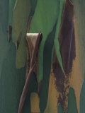 Close-Up of Rainbow Eucalyptus Tree Bark, Eucalyptus Deglupta, Australia Photographic Print by Gustav W. Verderber