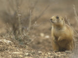 Joe McDonald - Gunnison's Prairie Dog, Cynomys Gunnisoni, a Threatened Species, Bryce National Park, Utah, USA Fotografická reprodukce