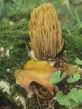 Coral Mushroom, Claveria Stricta, Basidiomycetes, North America Photographic Print by David Cavagnaro