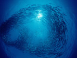 Blackfin Barracuda Circulating Fish School Photographic Print by Reinhard Dirscherl