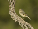 Ruby-Crowned Kinglet (Regulus Calendula) on a Cholla Cactus Skeleton, Arizona, USA Photographic Print by Charles Melton