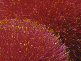 Close-Up of Fireball Lily Flowers, Scadoxus Multiflorus, Amaryllidaceae, Masai Mara, Kenya, Africa Photographic Print by Fritz Polking