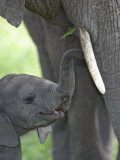 African Elephant Young with its Mother, Loxodonta Africana, Kenya, Africa Lámina fotográfica por Arthur Morris