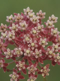 Swamp Milkweed Flowers, Ascelpias Incarnata, North America Photographie par John & Barbara Gerlach