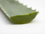 Close Up of Aloe Vera Plant Photographic Print