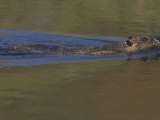 Beaver Swimming in a Pond, Castor Canadensis, North America Lámina fotográfica por Joe McDonald
