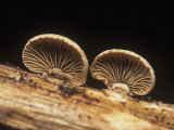 Luminescent Panellus Mushrooms Growing on a Decaying Tree (Panellus Stipticus), North America Photographic Print by R. Al Simpson