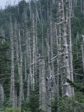 Acid Rain Damaged Fraser Fir and Red Spruce Trees. Mt. Mitchell State Park, North Carolina, USA Photographic Print by Rob & Ann Simpson