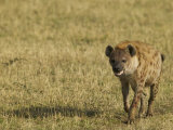 Spotted Hyena on the Savanna, Crocuta Crocuta, East Africa Photographie par Joe McDonald