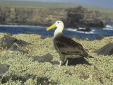 Waved Albatross, Diomedea Irrorata, an Endemic Species to the Galapagos Islands, Ecuador Photographie par Gerald & Buff Corsi