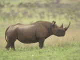 Black Rhinoceros on the Ssvanna, Diceros Bicornis, Kenya, Africa Photographic Print by Adam Jones