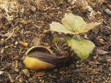 Coast Live Oak Acorn Sprouting, Quercus Agrifolia, California, USA Photographic Print by Gerald & Buff Corsi