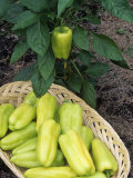 Pepper Sweet 'Hybrid Gypsy' on Plant and in Basket Photographic Print by Wally Eberhart
