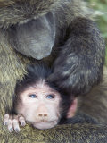 Olive Baboon and its Young Being Groomed, Papio Anubis, Lake Nakuru National Park, Kenya, Africa Photographic Print by Gerald & Buff Corsi