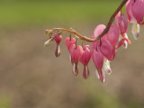 Bleeding Heart Flowers (Dicentra) Photographie
