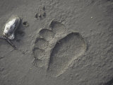 Grizzly Bear (Ursus Arctos) Track in Mud, Alaska, USA Photographic Print by Tom Walker