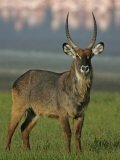 Defassa Waterbuck Buck on the Shore of Lake Nakuru, Kobus Ellipsiprymnus Defassa, Kenya, Africa Photographic Print by Arthur Morris